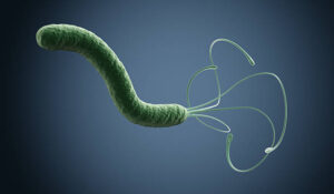 Lo stomaco in Biodecodificazione 2 helicobacter